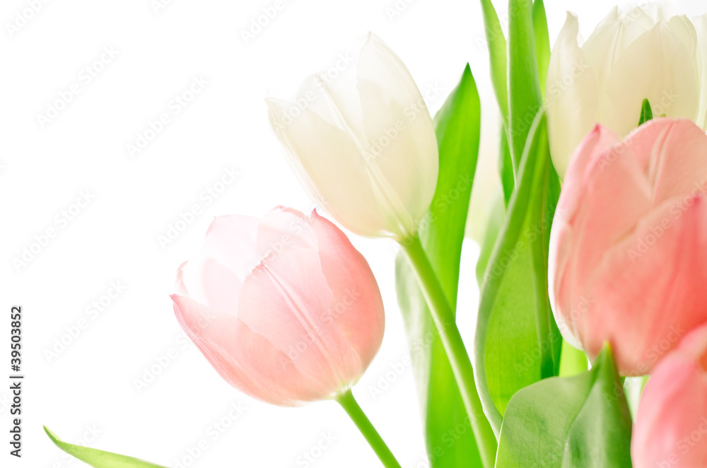 Canvas Prints tulips