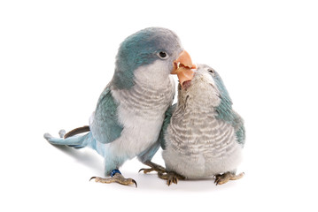 Two blue quakers, Myiopsitta monachus, 10 weeks old on white