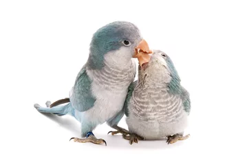  Two blue quakers, Myiopsitta monachus, 10 weeks old on white © andrewburgess