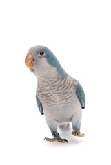 Young blue quaker, Myiopsitta monachus, 10 weeks old on white
