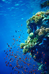 Obraz premium Grupa koralowa ryba w błękitne wody.