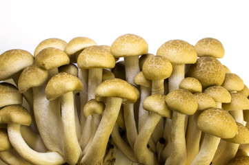Brown Beech Mushroom