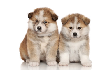 Japanese Akita-inu puppies
