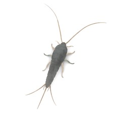 3d render of lepisma saccharina