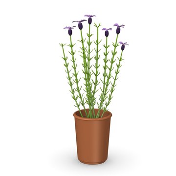 3d render of lavendula flower