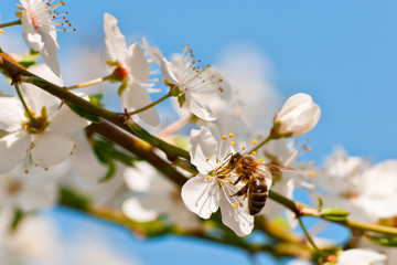 bee on blooming apple tree