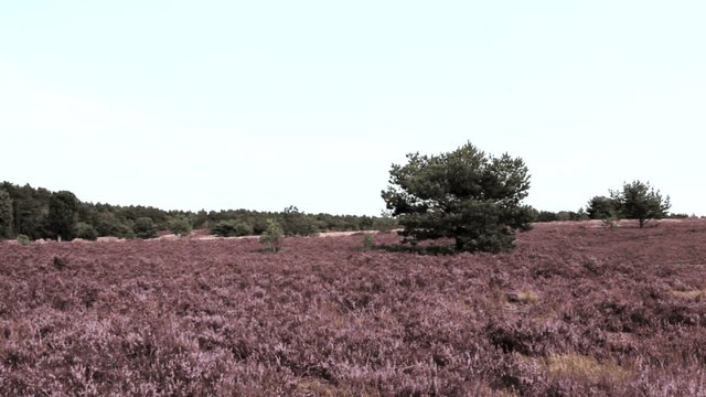 Heidelandschaft, Video