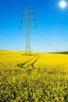Rapsfeld