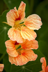 Fototapeta premium nasturtium