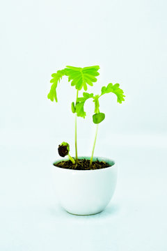 Sapling of tamarindus