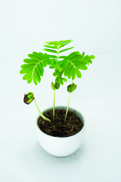 Sapling of tamarindus