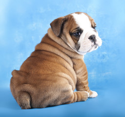 Obraz premium purebred english Bulldog puppy