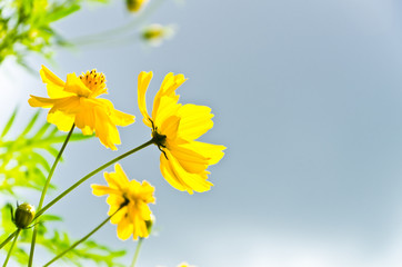 Yellow cosmos flowers with blue sky