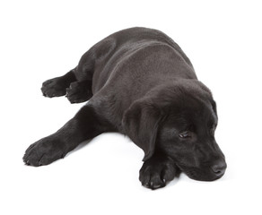 Black-Chocolate Labrador Retriever Puppy