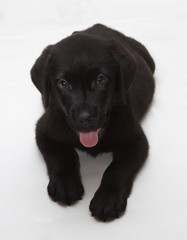 Black-Chocolate Labrador Retriever Puppy