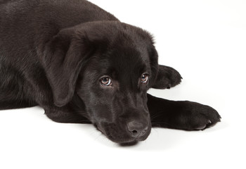 Black-Chocolate Labrador Retriever Puppy