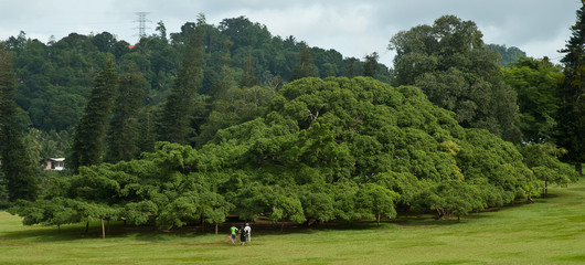 Peradeniya botanic gardens 06