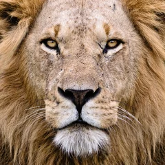 Photo sur Aluminium Lion Le lion