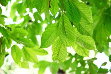 Fototapeta na wymiar Leaves