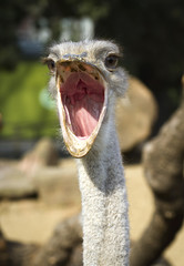 Close up portrait of ostrich