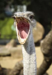 Printed kitchen splashbacks Ostrich Close up portrait of ostrich
