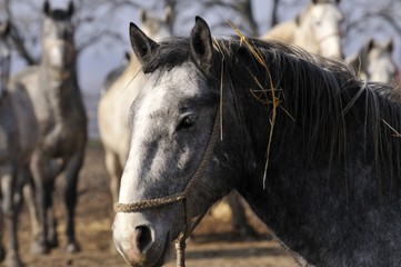 On the horse farm