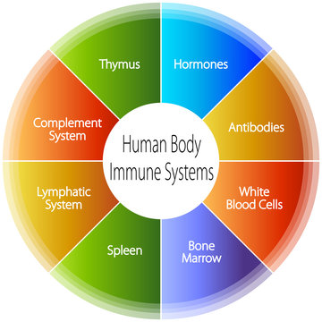 Human Body Immune Systems Chart