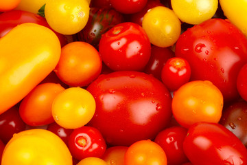 Bunter Haufen verschiedener Sorten Biotomaten nach der Ernte