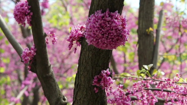 Close-up spring pink flowering garden trees pollinated by bees.