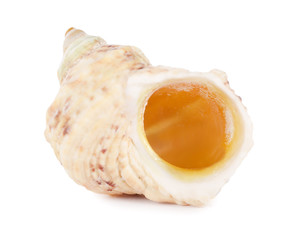 Sea shell isolated on a white