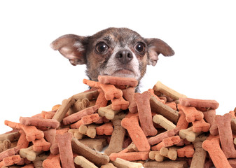 Chihuahua and dog biscuits