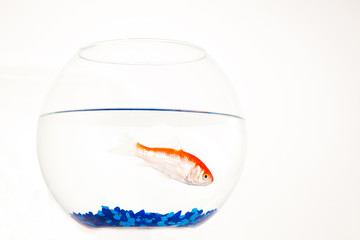 Red and white fish in aquarium