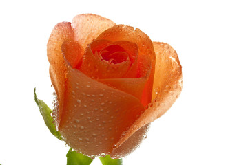 Liebesgruß Rosenblüte