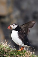 cute puffin bird spreading wings