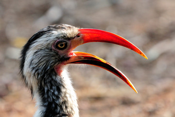 Southern Red-billed Hornbill