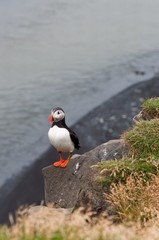 puffin bird - symbol of Iceland