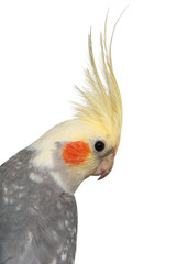 Cockatiel close-up isolated on white