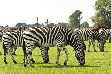 Fototapeta na wymiar Zebry