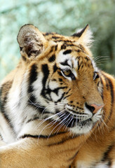 Obraz premium Ussuriisk tiger