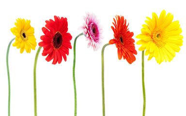 Gerbera Daisy Collection