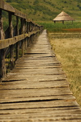 Obraz premium bridge towards the swamp