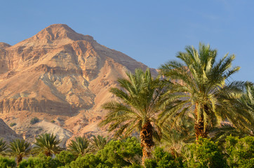 Fototapeta na wymiar Desert Mountain and Palm Trees