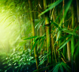 Panele Szklane Podświetlane  Bambus