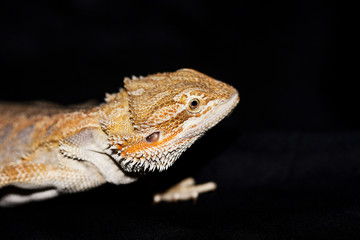 bearded dragon on black