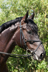 sport horse portrait