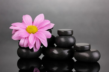 Spa stones and flower on grey background