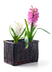 Two hyacinth in a basket