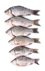 Fresh fishes isolated on white