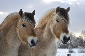 Fjord horses