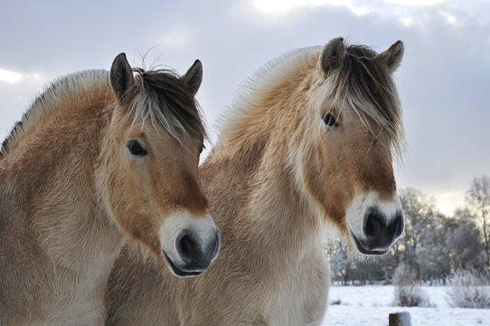 Fjord horses
